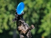 Dutch shepherd Dog  Galaxy se vÄ›nuje kromÄ› agility a
flyballu, takĂ© frisbee
